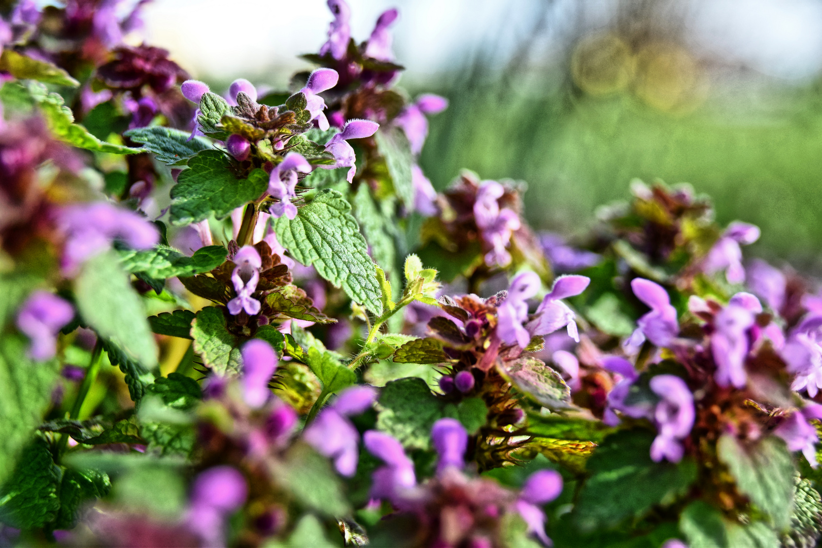 Lamium purpureum (Rote Taubnessel)