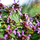 Lamium purpureum (Rote Taubnessel)