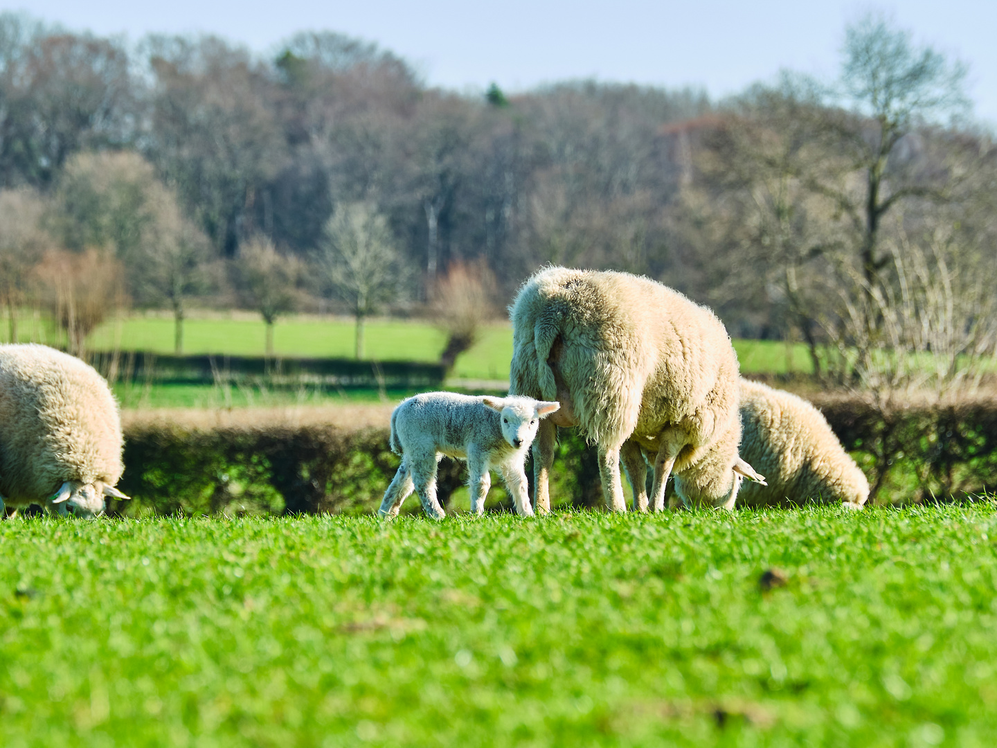 Lamm auf der Wiese