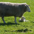 Lamm bei der Mittagsruhe