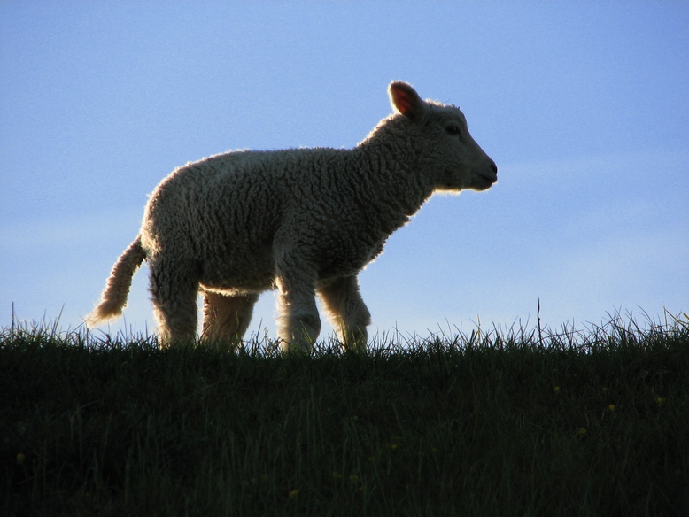 Lamm im Gegenlicht