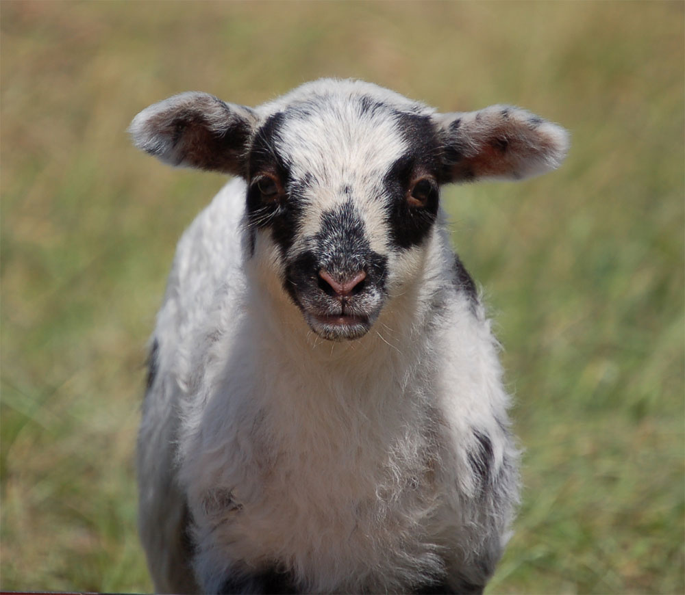 Lamm im Porträt