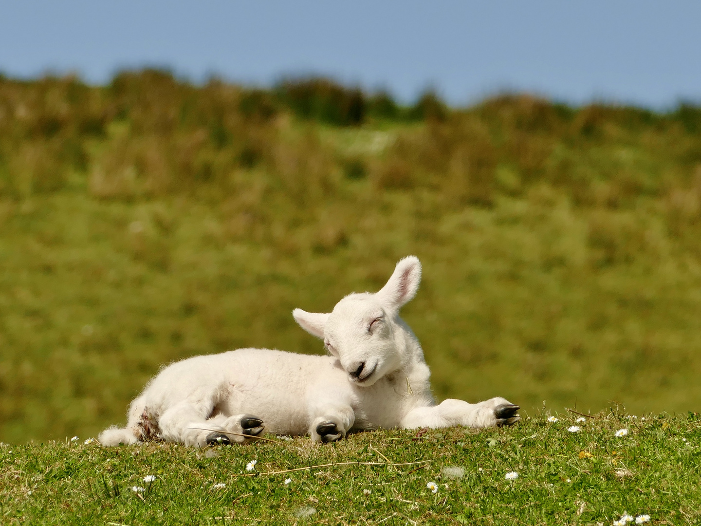 Lamm in den Highlands