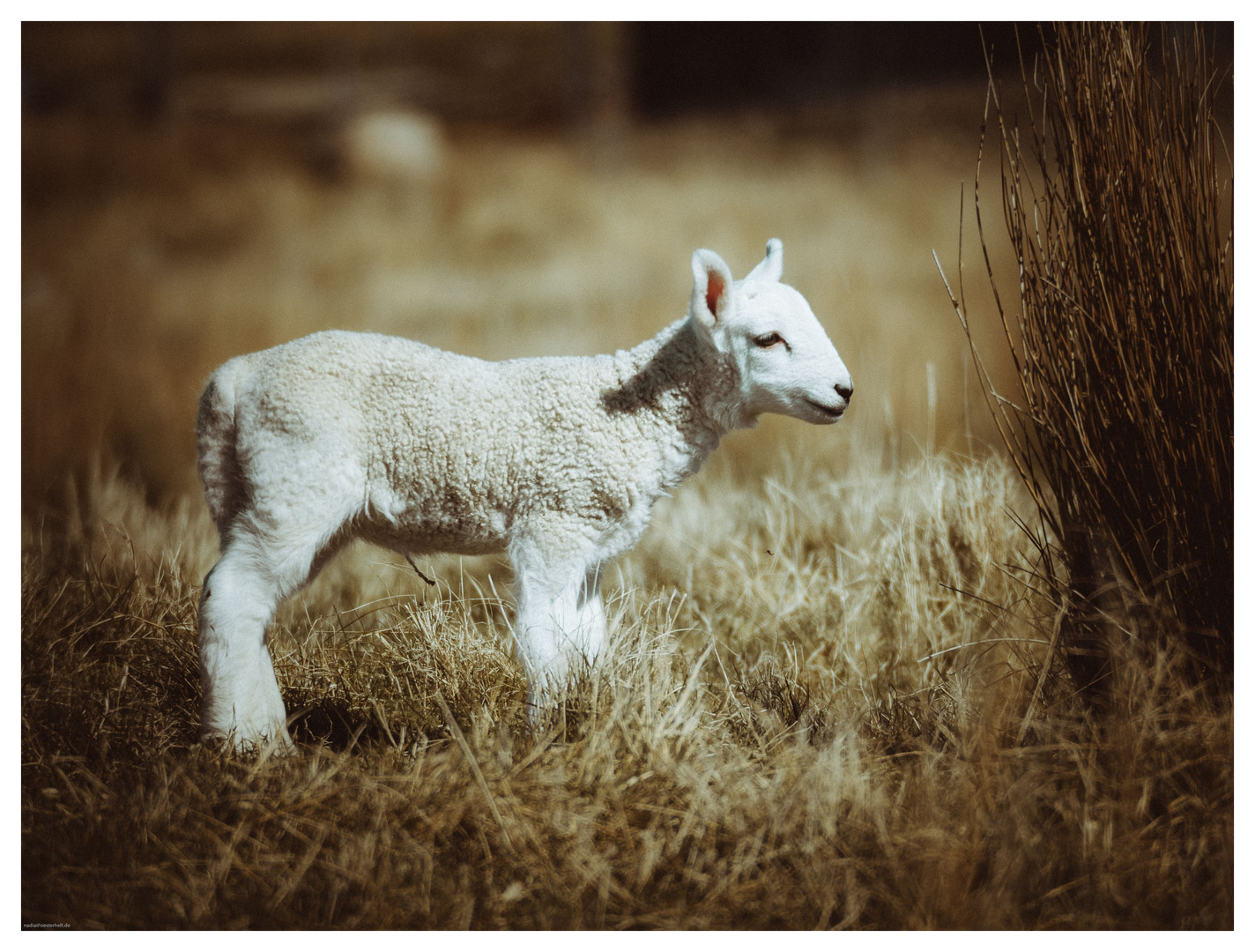 Lamm in den Highlands