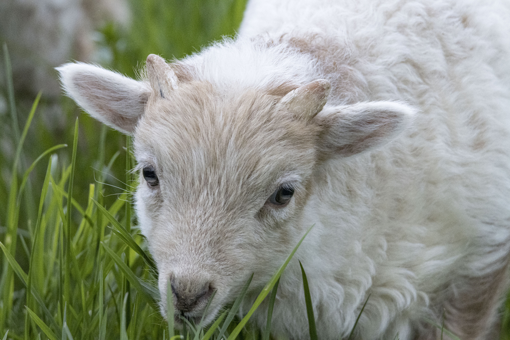 Lamm - können diese Augen lügen?