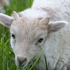 Lamm - können diese Augen lügen?