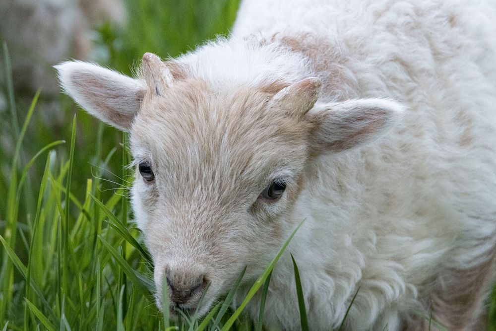 Lamm - können diese Augen lügen?