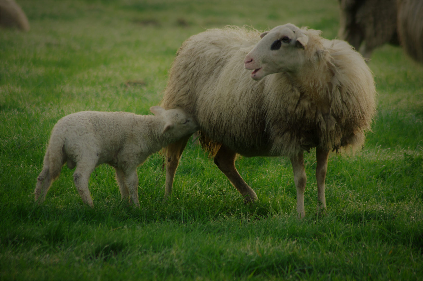 Lamm mit Mutter