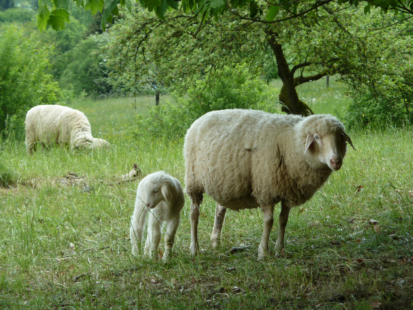 Lamm mit Muttertier