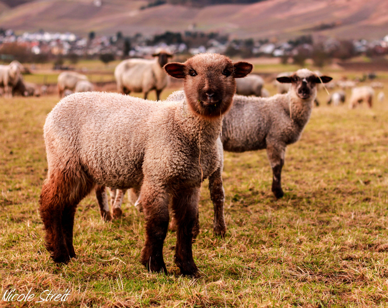 Lamm oder Alpaka...? Oder eine Mischung aus beidem? Foto & Bild | tiere