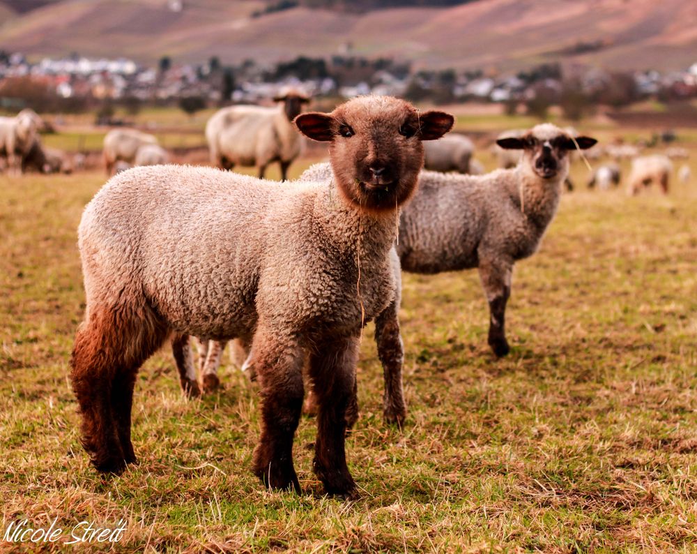 Lamm oder Alpaka...? Oder eine Mischung aus beidem? Foto & Bild | tiere