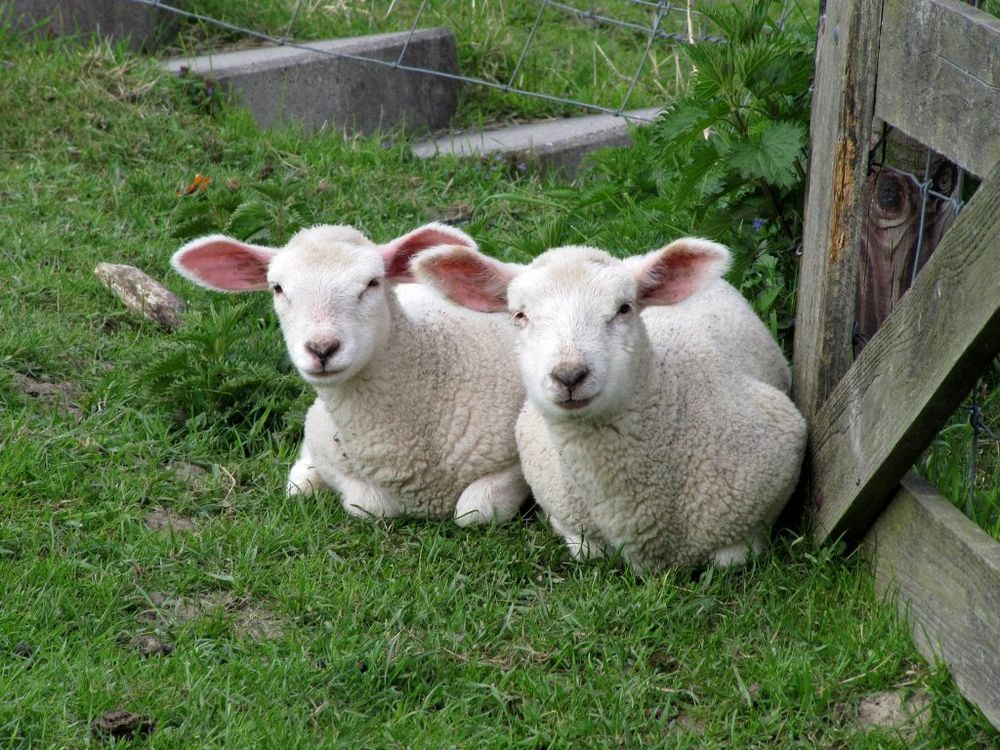Lamm zu Ostern....nein Danke!!!!! Foto & Bild | tiere ...