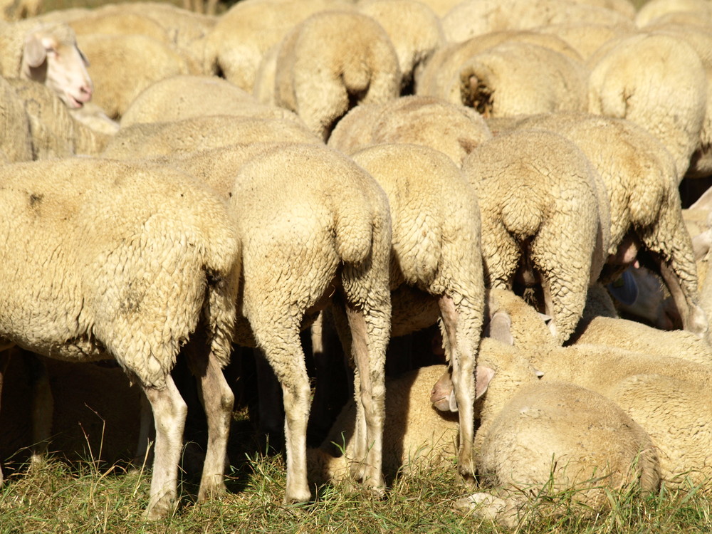 Lammabtrieb in Böhming