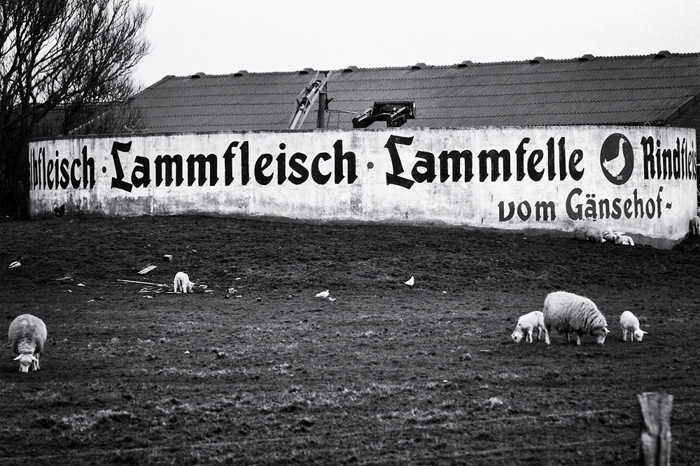 Lammfleisch