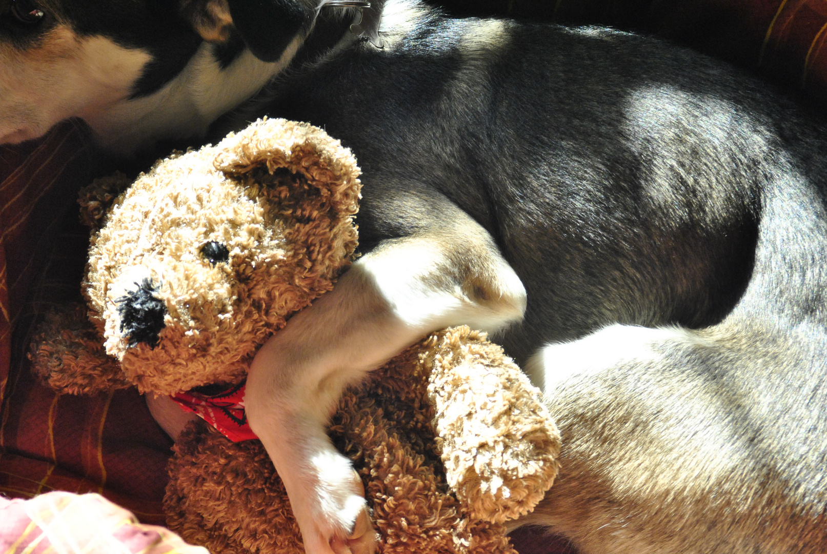 l'amore di un cane