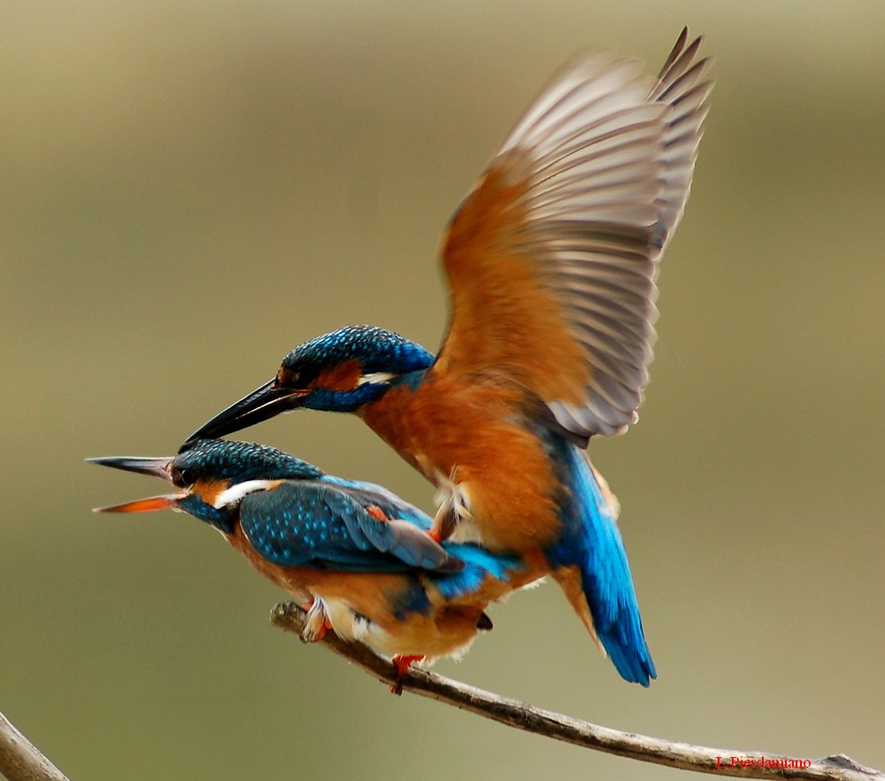 L'AMORE E' ARRIVATO