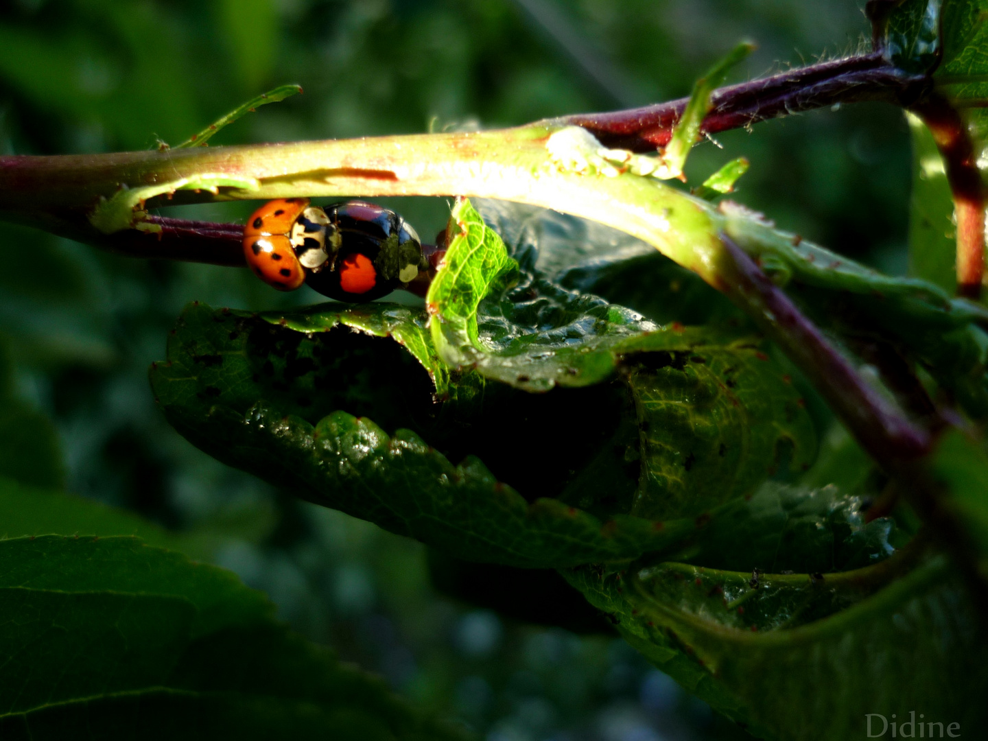 L'amour des Coccinelles