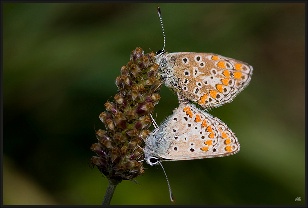 ++ L'amour des papillons ++