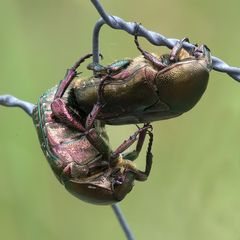 L'amour en cage