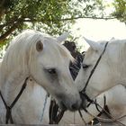 L'AMOUR EN CAMARGUES