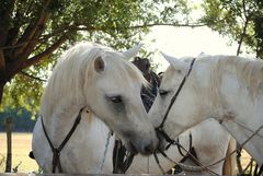 L'AMOUR EN CAMARGUES