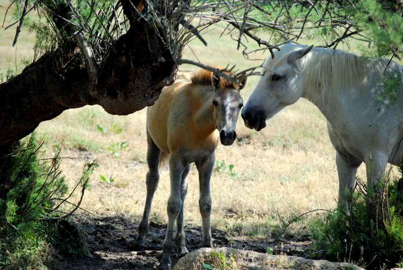 L'AMOUR EN CAMARGUES