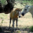 L'AMOUR EN CAMARGUES