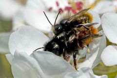 L'amour en fleurs