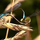 L'amour est dans le pré