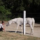 L'Amour n'a pas de barrière ..... ou .. la Belle et la Bête ( merci Robert)