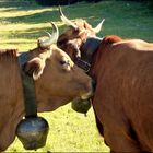 L'Amour-vache !!!