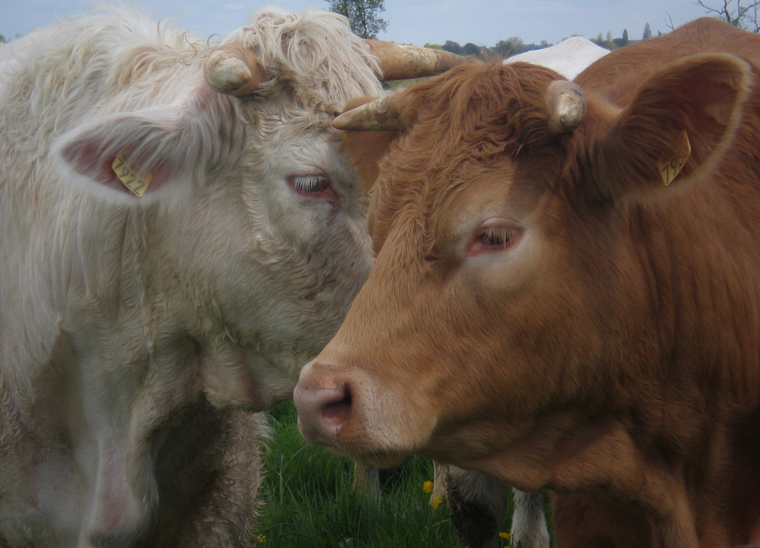 l'amour vache