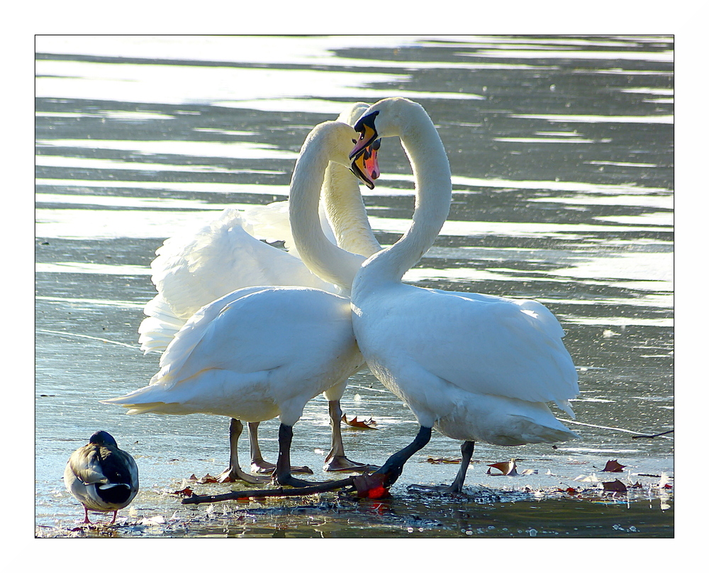 L'Amour....toujours