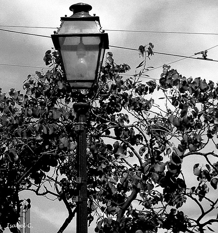 Lamp and tree
