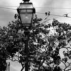 Lamp and tree
