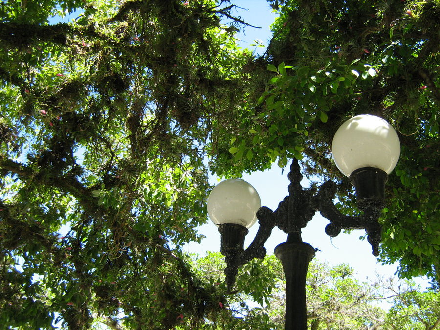 Lamp elderly, green young. (Lâmpada idosa, verde jovem).