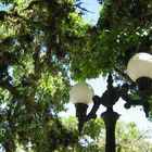 Lamp elderly, green young. (Lâmpada idosa, verde jovem).