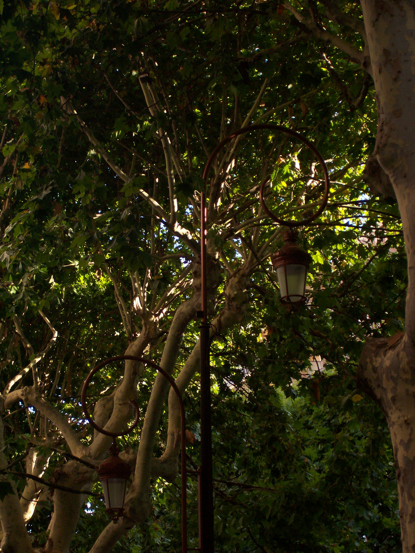 Lampadaire perdu dans les arbres