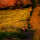 "LAMPE" in der abendsonne