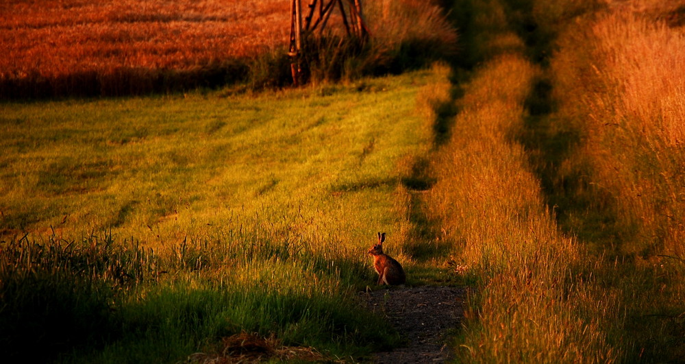 "LAMPE" in der abendsonne