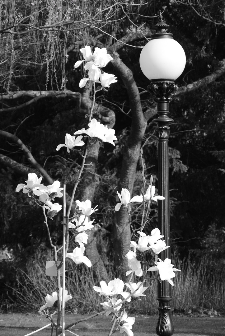 Lampe und Blumen