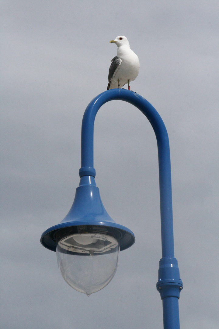 Lampen / schirm / herr