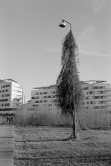 Lampenbaum 