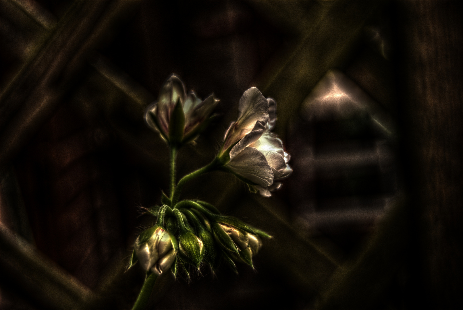 "Lampenblume"