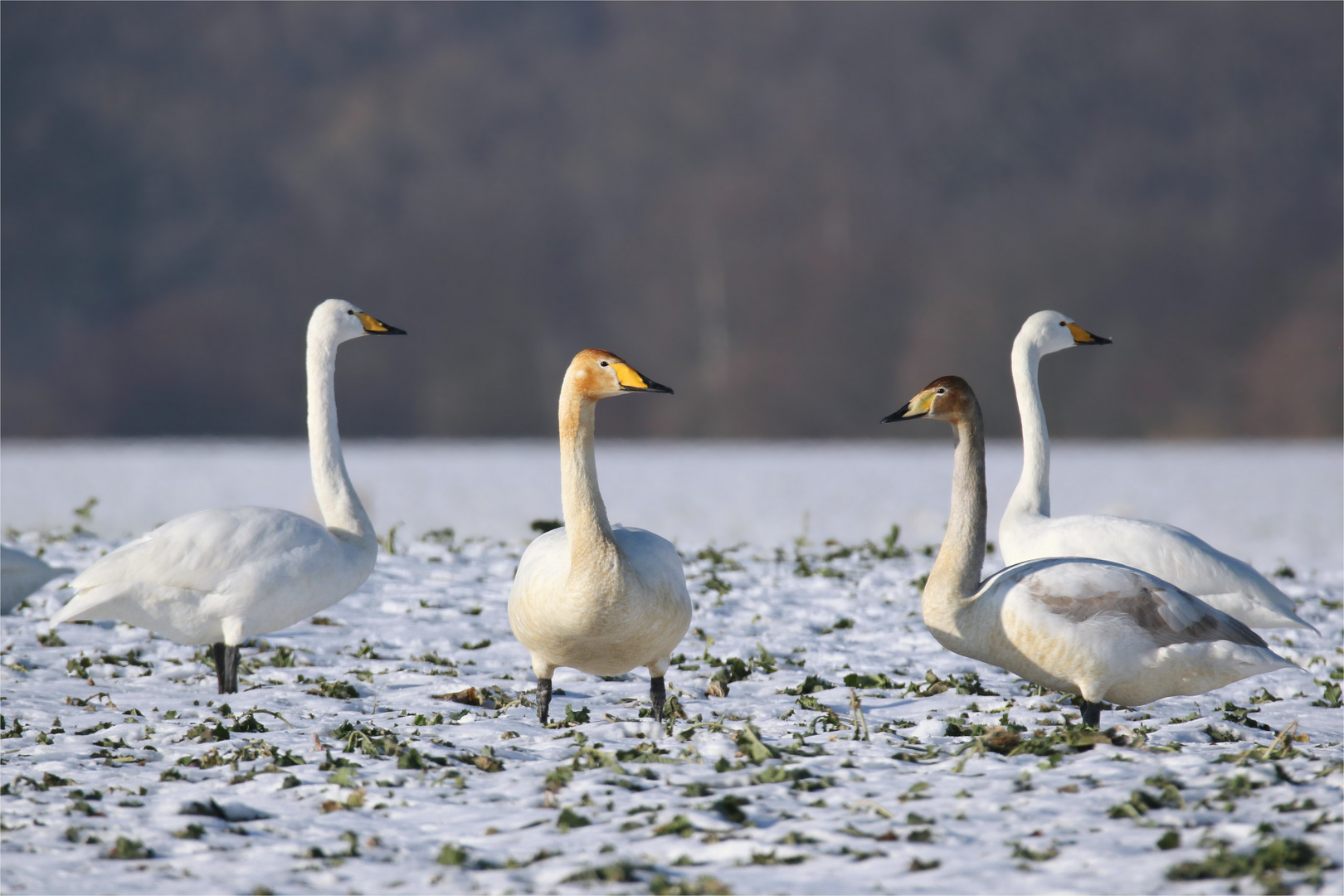 Lampenfieber ? Singschwäne bei ihrem Auftritt