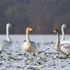 Lampenfieber ? Singschwäne bei ihrem Auftritt