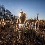 'Lampenputzer' mit Sonnenstern 