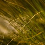 Lampenputzergras im Herbstlicht (1)