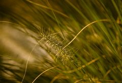 Lampenputzergras im Herbstlicht (1)