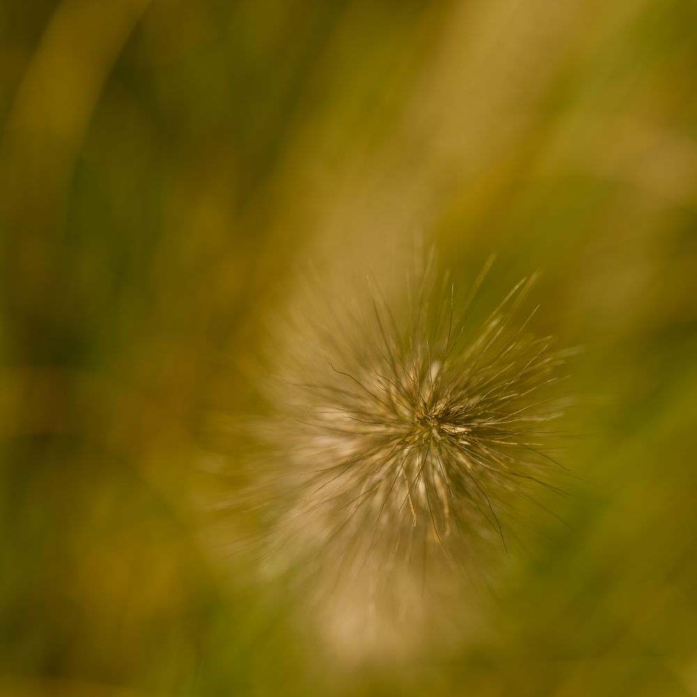 Lampenputzergras im Herbstlicht (2)